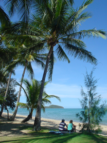 palmcove1.jpg